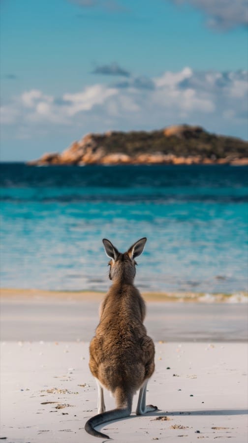 A western grey kangaroo on the white sand at Lucky Bay.