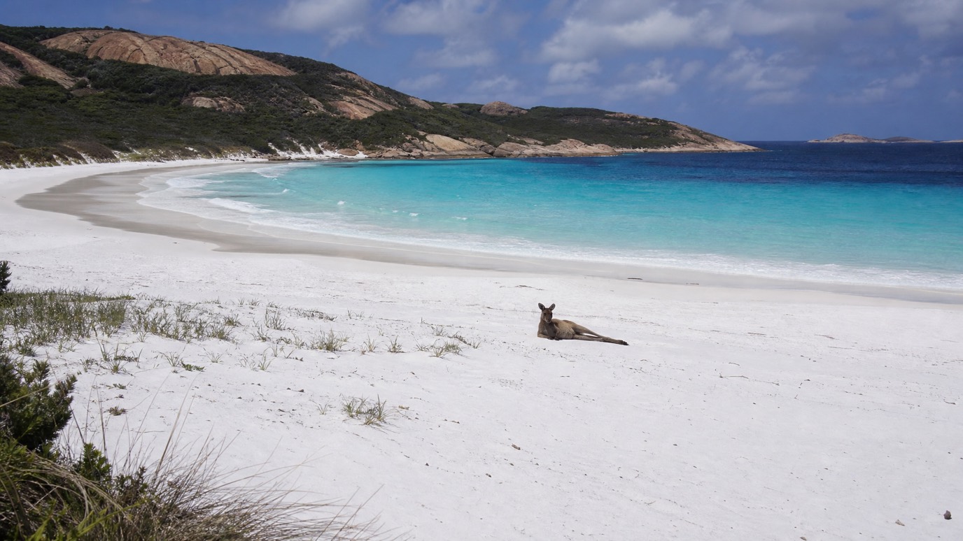 White sand and turquoise water at Lucky Bay, Cape Le Grand National Park, with a kangaroo resting on the beach.
