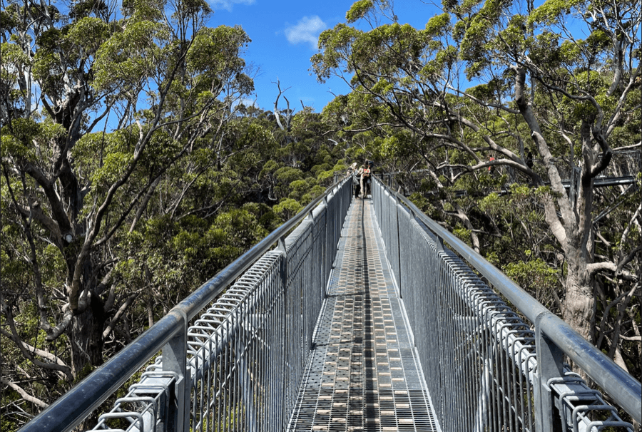 Wooden Treetop Walk suspension bridge weaving through the canopy of the Valley of the Giants between Pemberton and Walpole