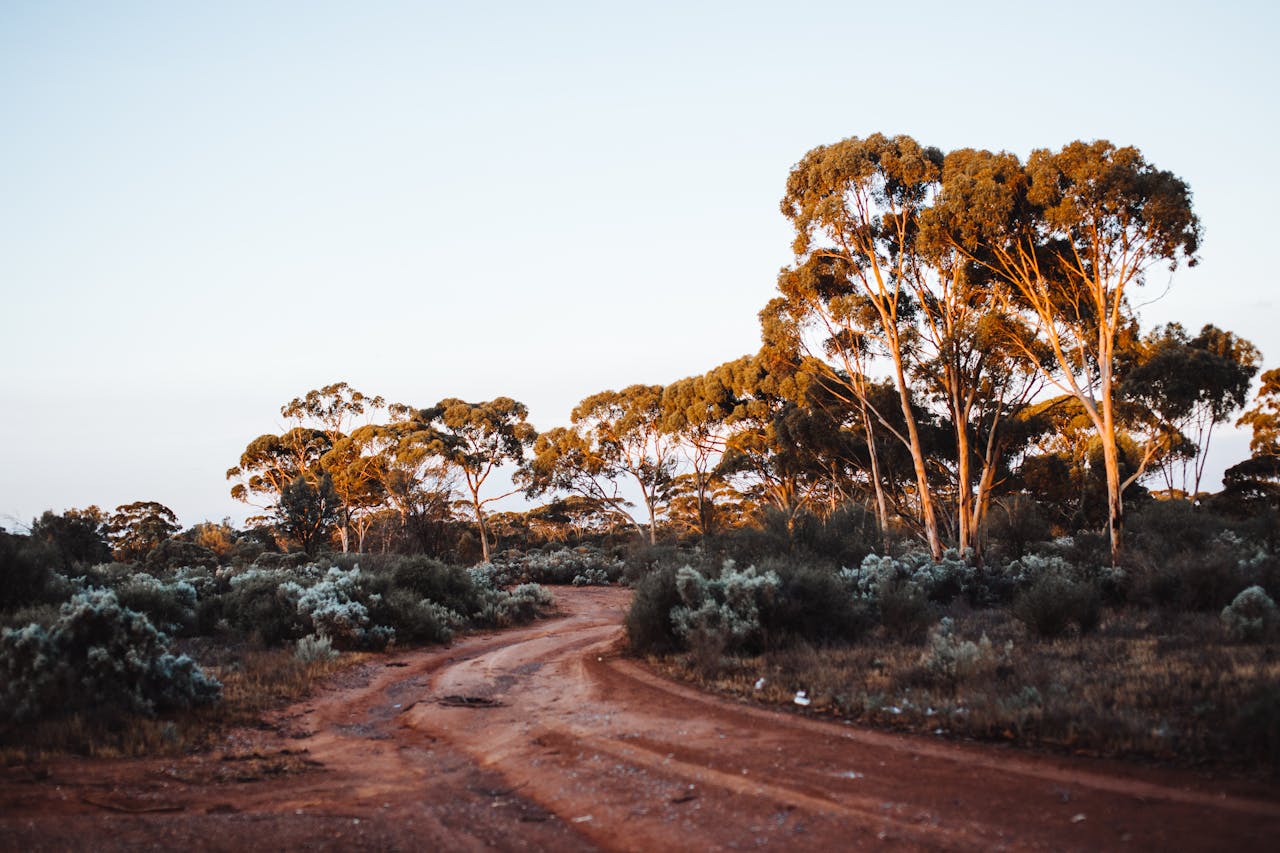 A red-dirt track winding through eucalyptus trees in South West WA at golden hour